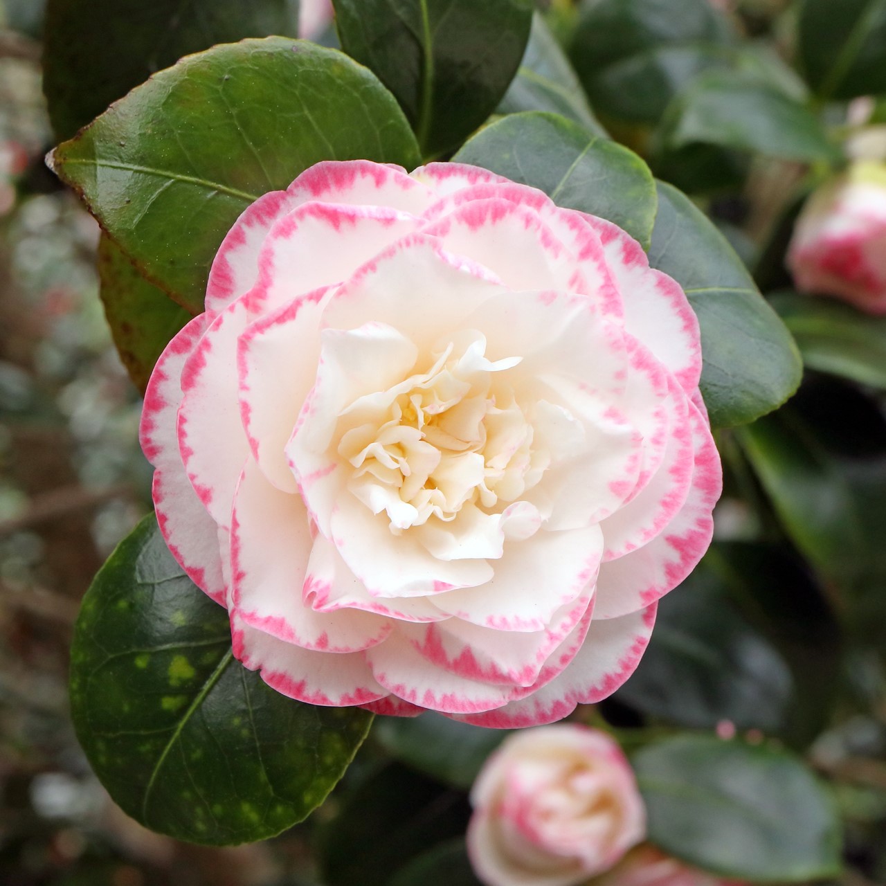 C. japonica 'Margaret Davis' AGM